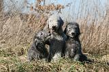 BEDLINGTON TERRIER 152